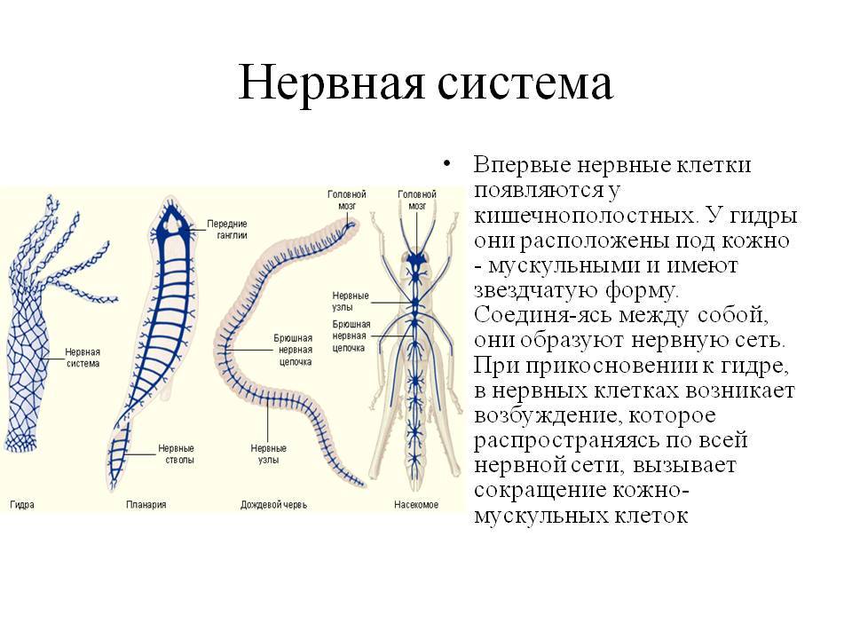 Мега маркетплейс ссылка тор